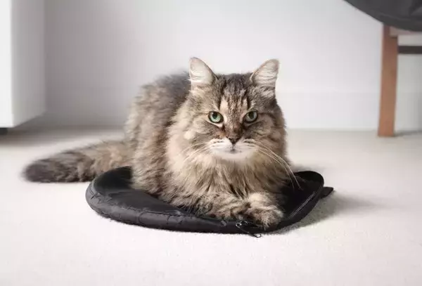 猫の『老化が進行』しているサイン5つ　体に表れる変化やシニア期に必要な準備まで