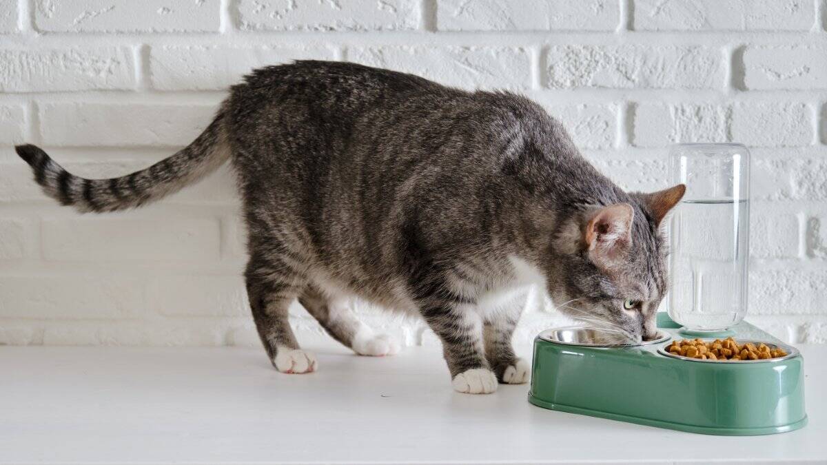 猫の『老化が進行』しているサイン5つ　体に表れる変化やシニア期に必要な準備まで
