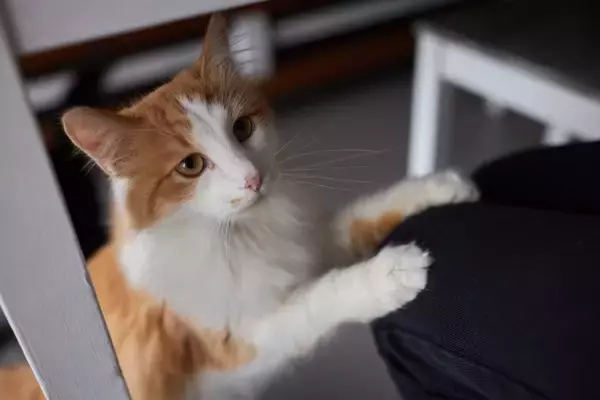 猫の飼い主が『つい我慢しがち』なこと3つ　気付けば猫優先？思わず共感する日常シーンとは