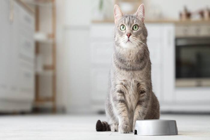 猫の飼い主が『つい我慢しがち』なこと3つ　気付けば猫優先？思わず共感する日常シーンとは