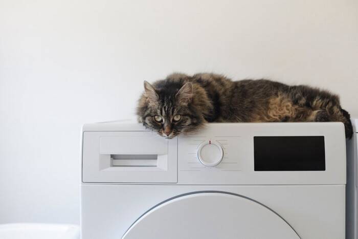 猫が『洗濯物の上』に乗ってくる理由3つ　干したばかりなのに…防ぐ方法はある？