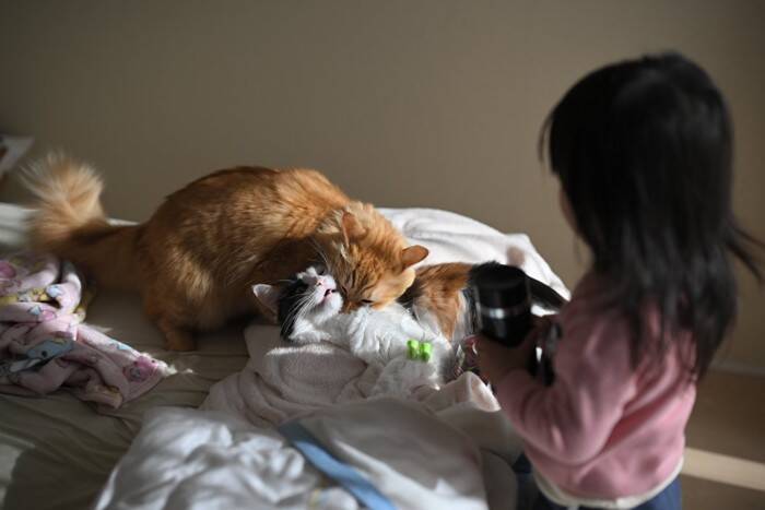 猫が『洗濯物の上』に乗ってくる理由3つ　干したばかりなのに…防ぐ方法はある？