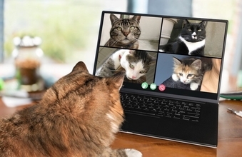 猫がひそかに徹底している『マイルール』5選　行動に隠された心理や習性も解説