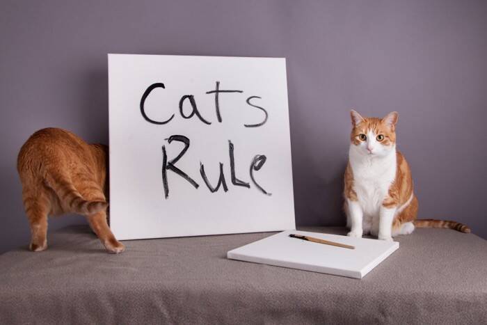 猫がひそかに徹底している『マイルール』5選　行動に隠された心理や習性も解説