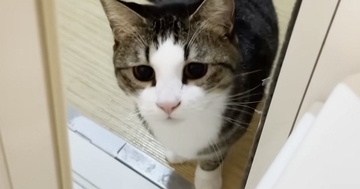 お父さんが『お風呂』に入ると、猫たちが次々にやってきて…思わず笑ってしまう光景が41万再生「なんて優しいのｗ」「もう幸せすぎるね」