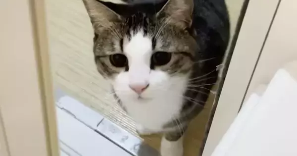 お父さんが『お風呂』に入ると、猫たちが次々にやってきて…思わず笑ってしまう光景が41万再生「なんて優しいのｗ」「もう幸せすぎるね」