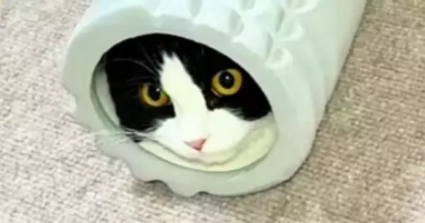 フォームローラーの中に入った猫→反対側の穴から出ようとした結果…飼い主爆笑の『まさかの光景』が158万再生「なにしてんのｗ」「トムｗ」