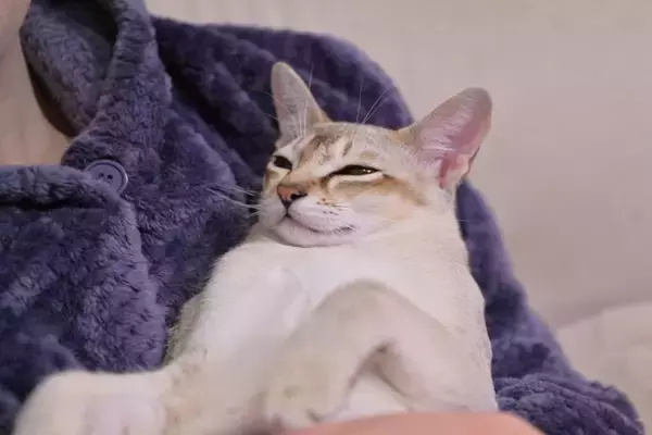 『優しい猫』が持っている特徴5選　生まれつきなの？温厚な性格になる要因も解説