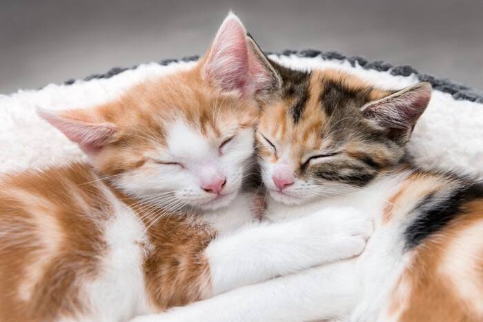 『優しい猫』が持っている特徴5選　生まれつきなの？温厚な性格になる要因も解説