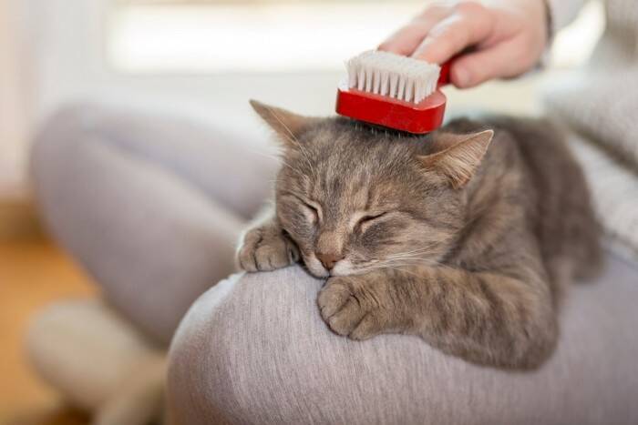 『優しい猫』が持っている特徴5選　生まれつきなの？温厚な性格になる要因も解説
