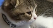 子猫に『猫用ベッド』を買ってあげたら…まさかの『尊すぎる光景』が76万再生「人間の子供と変わらないｗ」「よほど気に入ったのね」