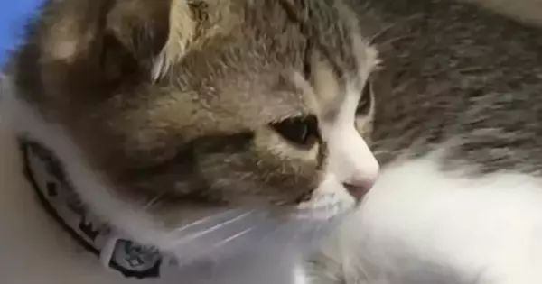 子猫に『猫用ベッド』を買ってあげたら…まさかの『尊すぎる光景』が76万再生「人間の子供と変わらないｗ」「よほど気に入ったのね」