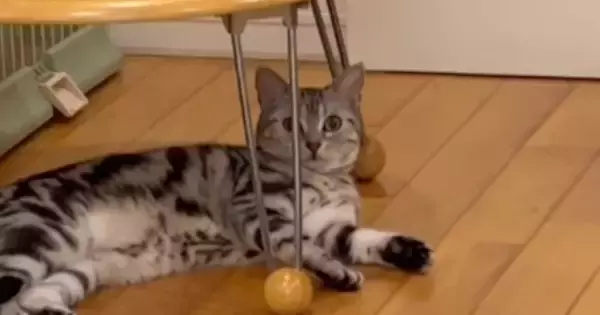 パパとママが順番に『ごはん食べる？』と猫に声をかけたら…あからさまな『反応の違い』に「期待を裏切らないｗ」「圧勝すぎるｗ」と26万再生