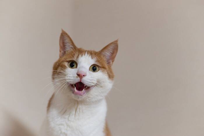 猫が『要求鳴き』をする6つの原因　なにを伝えているの？上手な対応方法まで