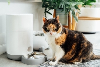 愛猫が『水を飲まない』ときの対処法4つ　考えられる原因や放置するデメリットも解説