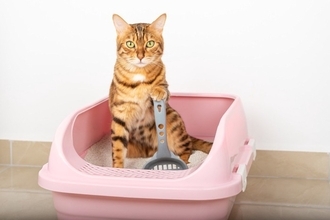 猫のお世話の『やることリスト』4つ　ご飯は何回？トイレの掃除の頻度は？毎日やるべきルーティン