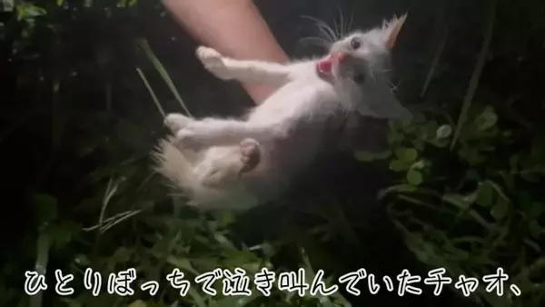 『草むらで鳴いていた子猫』を保護した結果、思わぬトラブルが……数日間の記録が5万3000再生「幸せになってね」「保護されてよかった」
