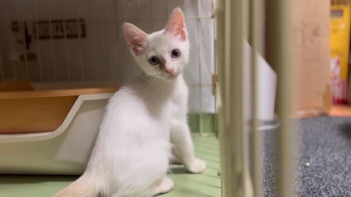 『草むらで鳴いていた子猫』を保護した結果、思わぬトラブルが……数日間の記録が5万3000再生「幸せになってね」「保護されてよかった」