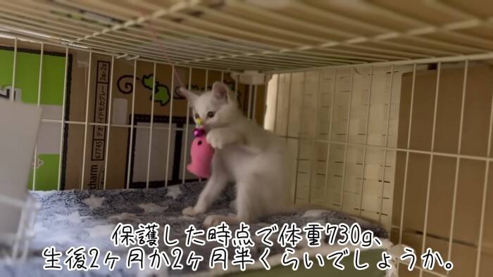 『草むらで鳴いていた子猫』を保護した結果、思わぬトラブルが……数日間の記録が5万3000再生「幸せになってね」「保護されてよかった」