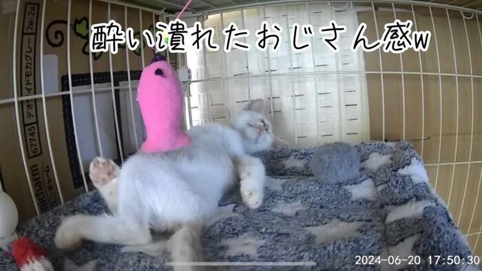 『草むらで鳴いていた子猫』を保護した結果、思わぬトラブルが……数日間の記録が5万3000再生「幸せになってね」「保護されてよかった」