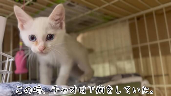 『草むらで鳴いていた子猫』を保護した結果、思わぬトラブルが……数日間の記録が5万3000再生「幸せになってね」「保護されてよかった」