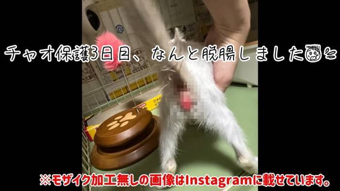 『草むらで鳴いていた子猫』を保護した結果、思わぬトラブルが……数日間の記録が5万3000再生「幸せになってね」「保護されてよかった」