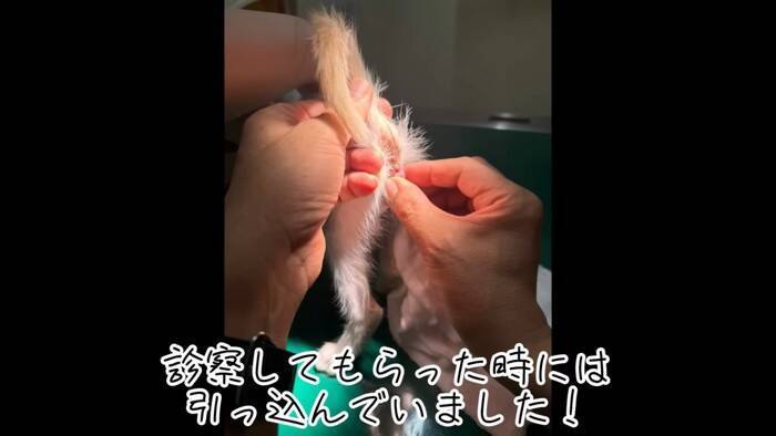 『草むらで鳴いていた子猫』を保護した結果、思わぬトラブルが……数日間の記録が5万3000再生「幸せになってね」「保護されてよかった」