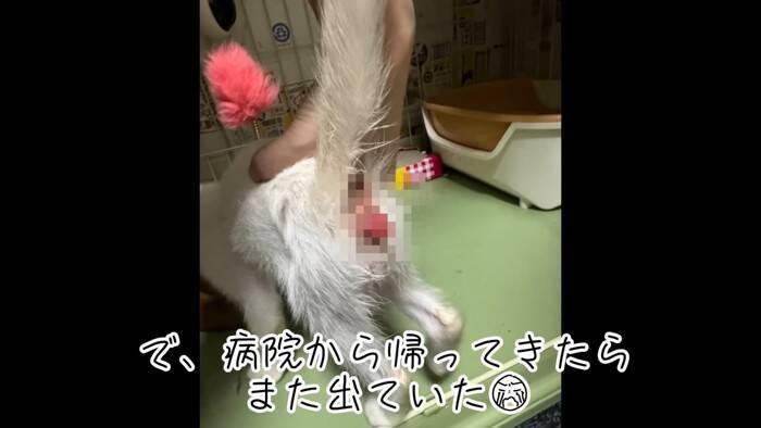 『草むらで鳴いていた子猫』を保護した結果、思わぬトラブルが……数日間の記録が5万3000再生「幸せになってね」「保護されてよかった」