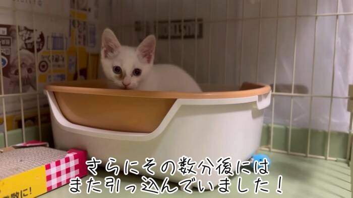 『草むらで鳴いていた子猫』を保護した結果、思わぬトラブルが……数日間の記録が5万3000再生「幸せになってね」「保護されてよかった」