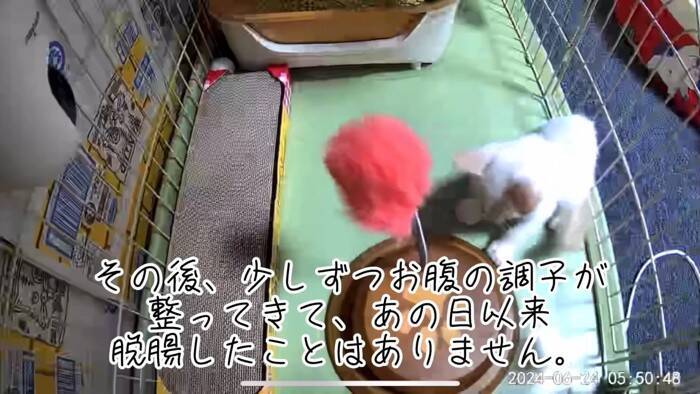 『草むらで鳴いていた子猫』を保護した結果、思わぬトラブルが……数日間の記録が5万3000再生「幸せになってね」「保護されてよかった」