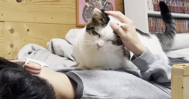 お兄ちゃんがしばらく『猫部屋』で寝ることに→猫たちが『大歓迎』して…羨ましすぎる光景が15万再生「あまりにも可愛いｗ」「重そうｗ」