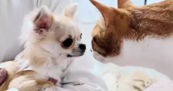 先住猫たちが『新入りの子犬』を初めて見たときのリアクション…とんでもなく優しい『初対面の様子』に反響「驚いた」「適応力がすごい」