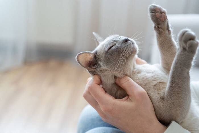 愛猫に『感謝のキモチ』を伝える方法5つ　理解してもらうコツや飼い主が心がけたいこと