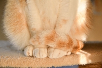 猫があなたに『しっぽで触れてくる』ときの心理5選　伝えたいことがあるの？気持ちを読み取るためのポイントまで