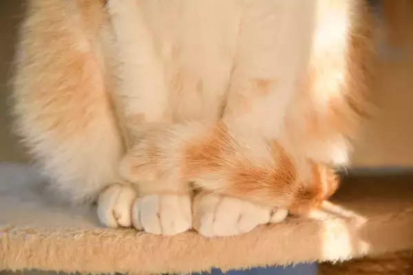 猫があなたに『しっぽで触れてくる』ときの心理5選　伝えたいことがあるの？気持ちを読み取るためのポイントまで