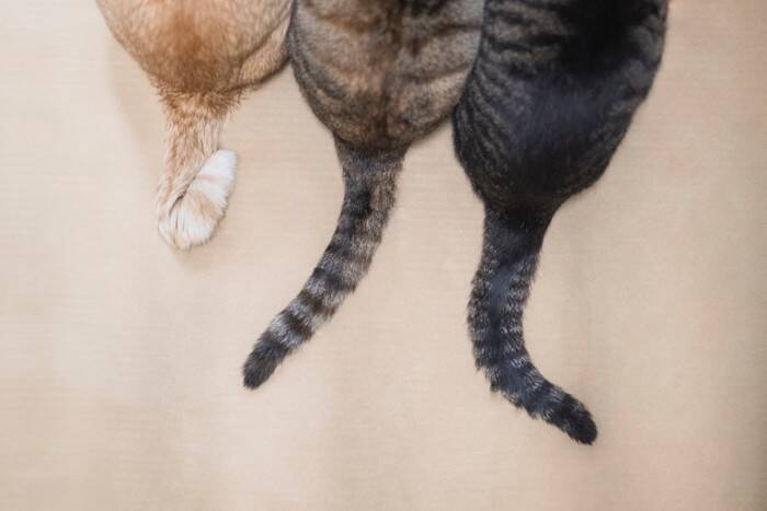 猫があなたに『しっぽで触れてくる』ときの心理5選　伝えたいことがあるの？気持ちを読み取るためのポイントまで