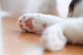 猫の『肉球』に起こりうるケガや病気5つ　見逃せないサインから予防法まで解説