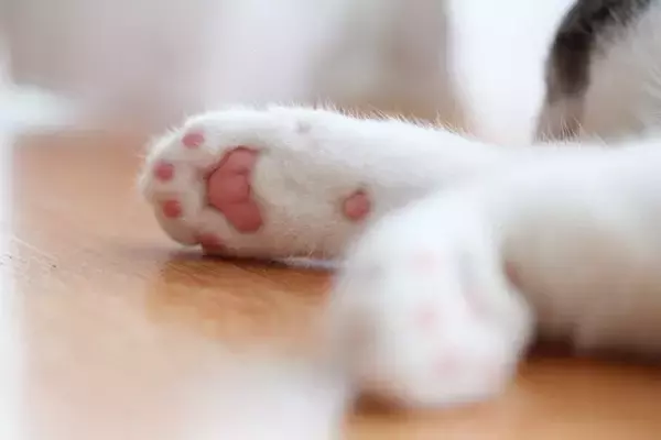猫の『肉球』に起こりうるケガや病気5つ　見逃せないサインから予防法まで解説