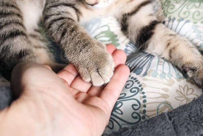 猫の『肉球』に起こりうるケガや病気5つ　見逃せないサインから予防法まで解説