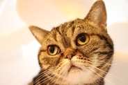 猫が『自分のかわいさを理解してる』と思う行動4つ　あざとく感じる仕草の意味や心理とは