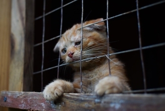 「猫の命を守りたい！」　超過密な刑務所で暮らす猫と囚人たちが結ぶ「更生への絆」　チリ