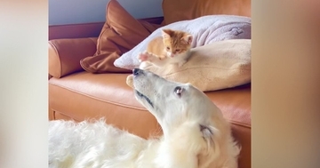 迷い猫を保護して3日目→『先住犬とのやり取り』を見ていると…尊すぎる光景が74万再生「なんて優しい時間なの」「あ〜ずーっと見ていたい」