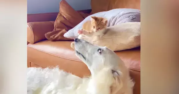 迷い猫を保護して3日目→『先住犬とのやり取り』を見ていると…尊すぎる光景が74万再生「なんて優しい時間なの」「あ〜ずーっと見ていたい」