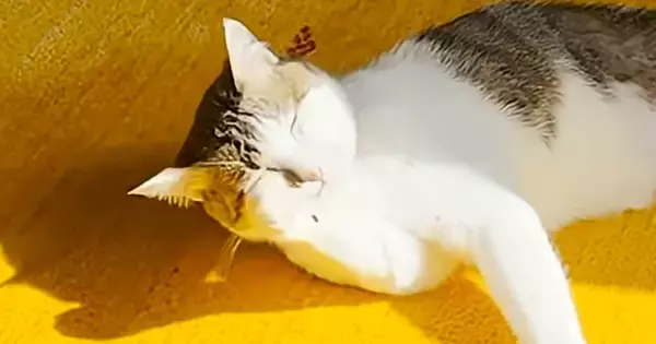 毛づくろい中の猫を撮影していたら、突然『綿毛』が出現…？まさかの瞬間に「思ってたより綿毛だったｗ」「永遠に見ていられるｗ」と18万再生