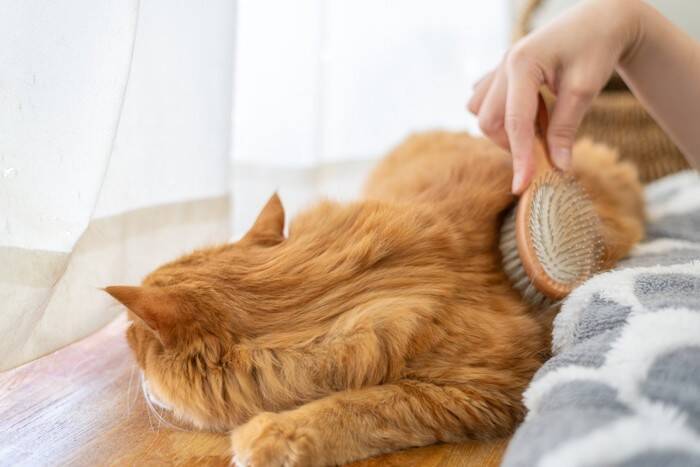 猫の『抜け毛』が溜まりがちな場所3選　お掃除するときのコツや対策術もご紹介