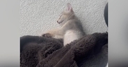 眠っていた子猫→毛布をめくってみたら…想像もしていなかった『長すぎる光景』に1万9000いいね「吹き出しちゃった」「芸術的なフォルム」