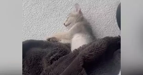 眠っていた子猫→毛布をめくってみたら…想像もしていなかった『長すぎる光景』に1万9000いいね「吹き出しちゃった」「芸術的なフォルム」