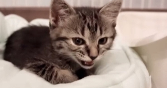 ベッドでくつろいでいた子猫→『ひと鳴き』した直後に……尊すぎる『まさかの展開』が44万再生「凄まじい可愛さ」「疲れが癒された」と反響