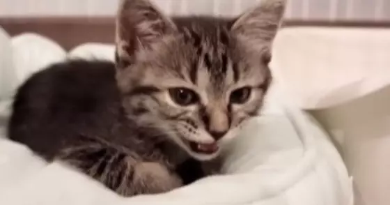 ベッドでくつろいでいた子猫→『ひと鳴き』した直後に……尊すぎる『まさかの展開』が44万再生「凄まじい可愛さ」「疲れが癒された」と反響