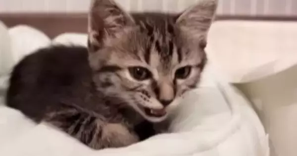 ベッドでくつろいでいた子猫→『ひと鳴き』した直後に……尊すぎる『まさかの展開』が44万再生「凄まじい可愛さ」「疲れが癒された」と反響
